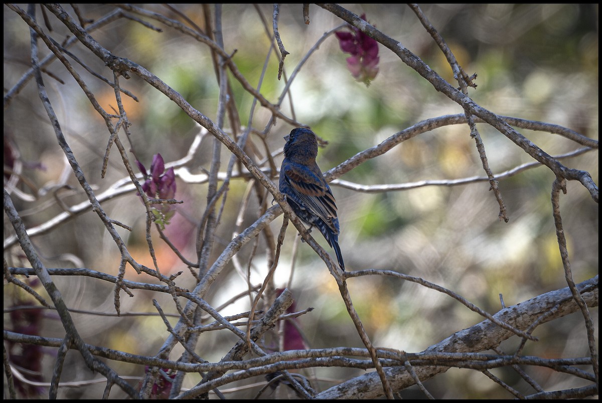 Blue Grosbeak - ML617687002