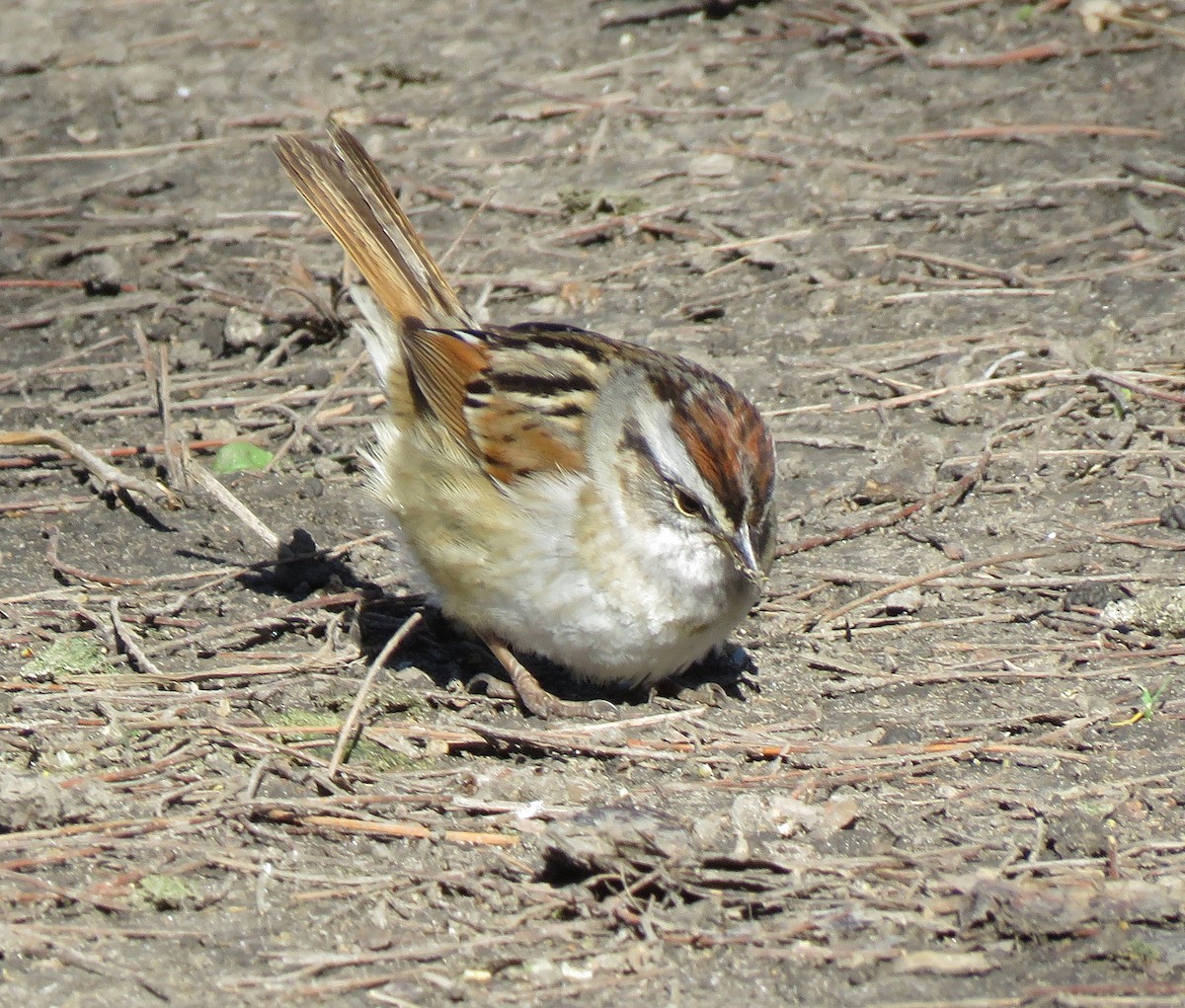 Swamp Sparrow - ML617687019