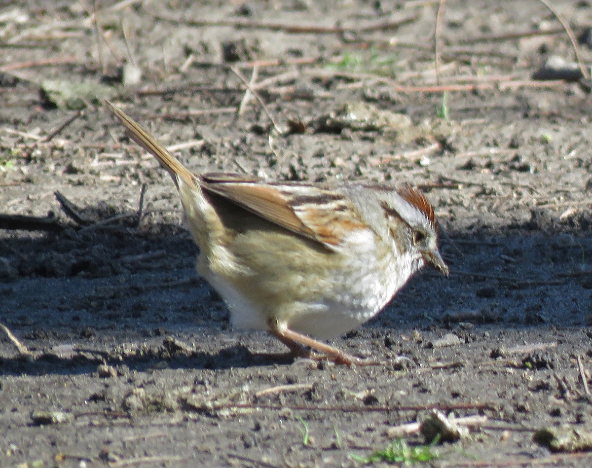 Swamp Sparrow - ML617687020