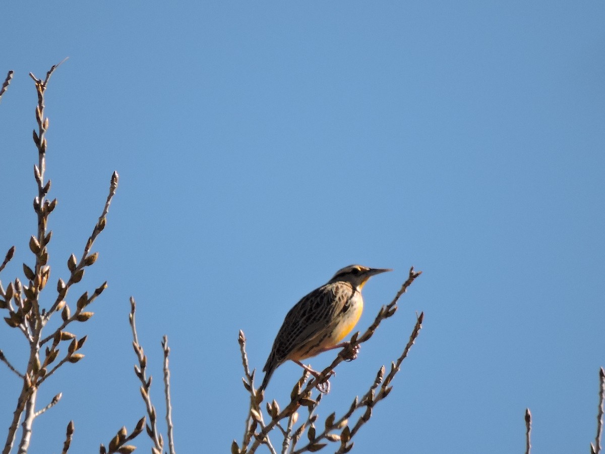 Chihuahuan Meadowlark - ML617687026