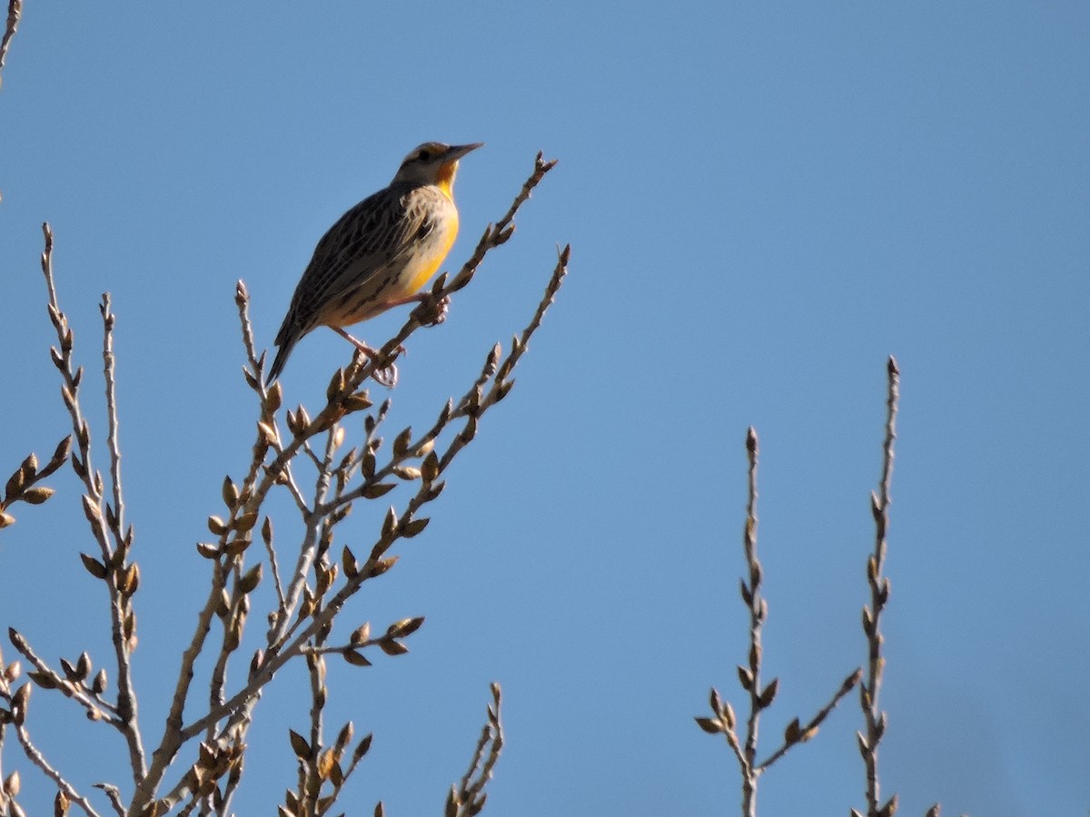 Chihuahuan Meadowlark - ML617687028