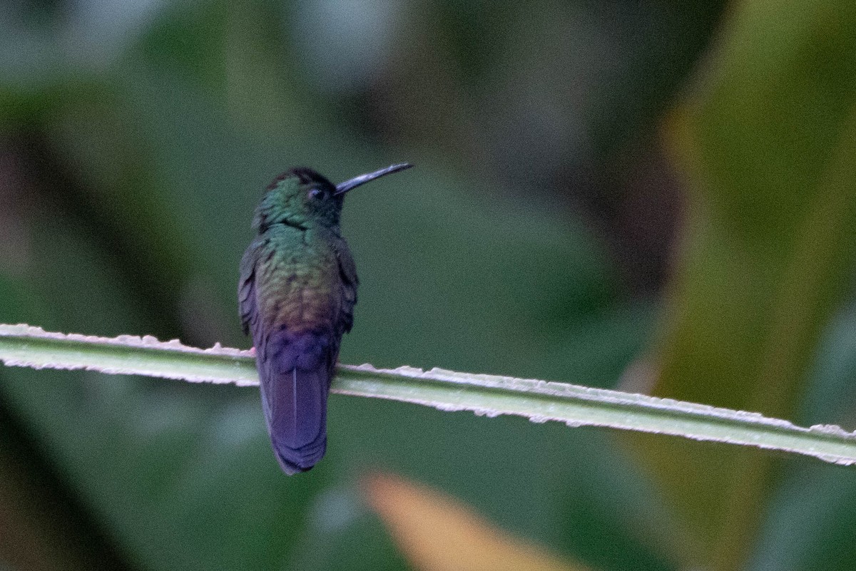 Colibrí Patirrojo - ML617687049