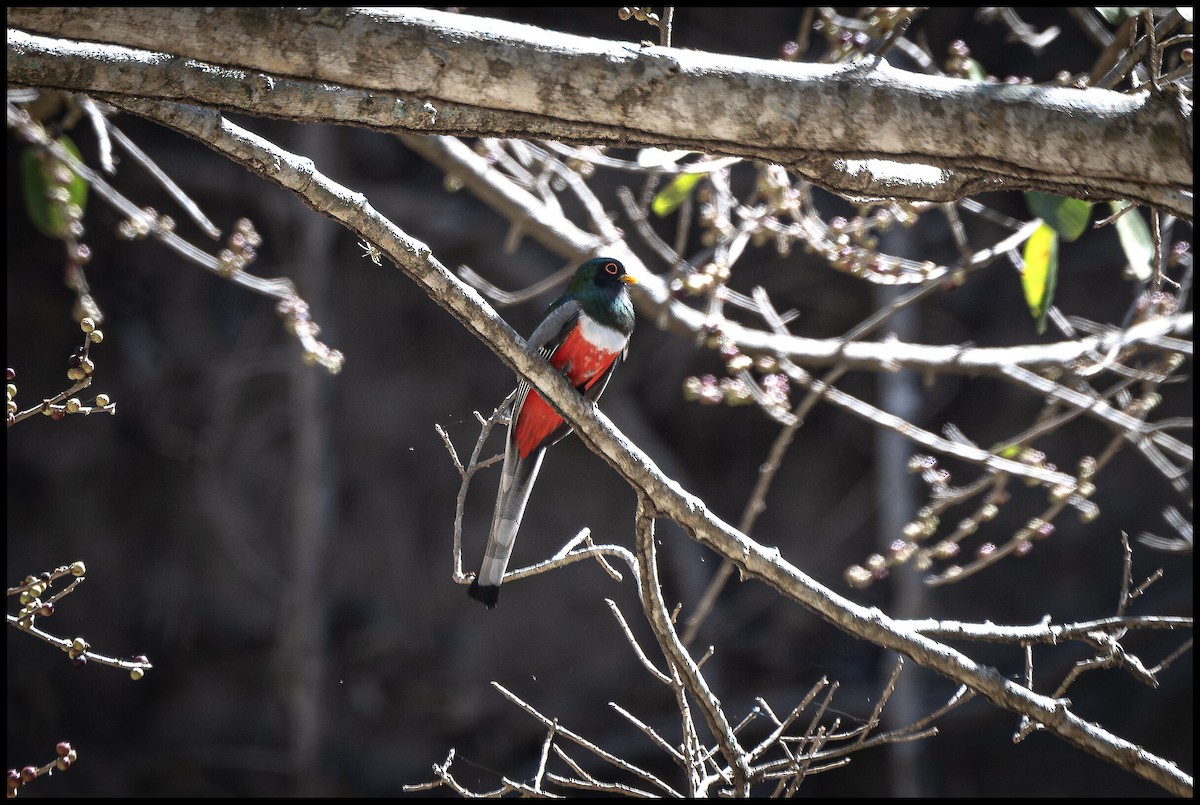 Trogon élégant - ML617687051