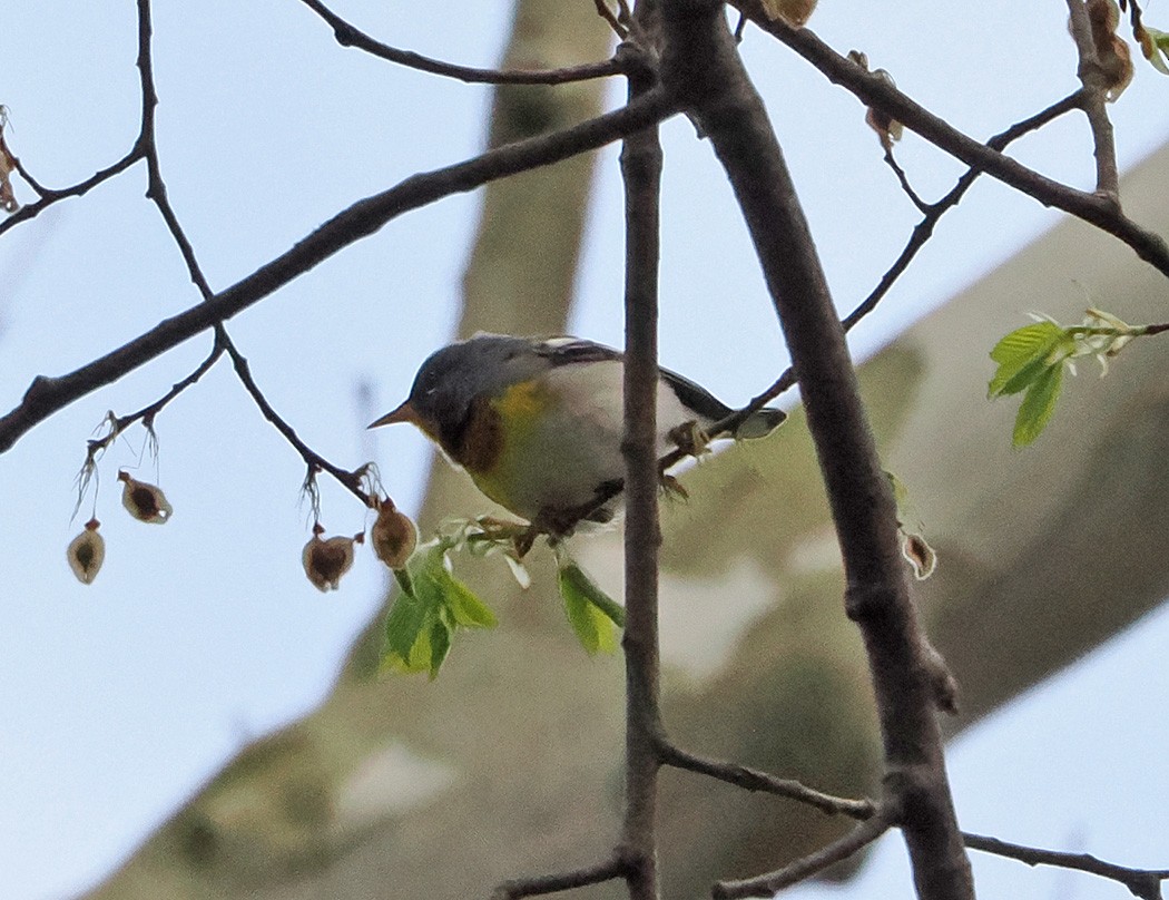 Northern Parula - ML617687070