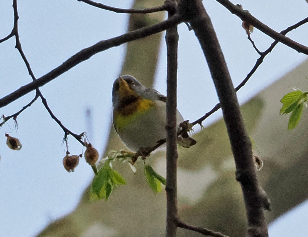 Northern Parula - ML617687071