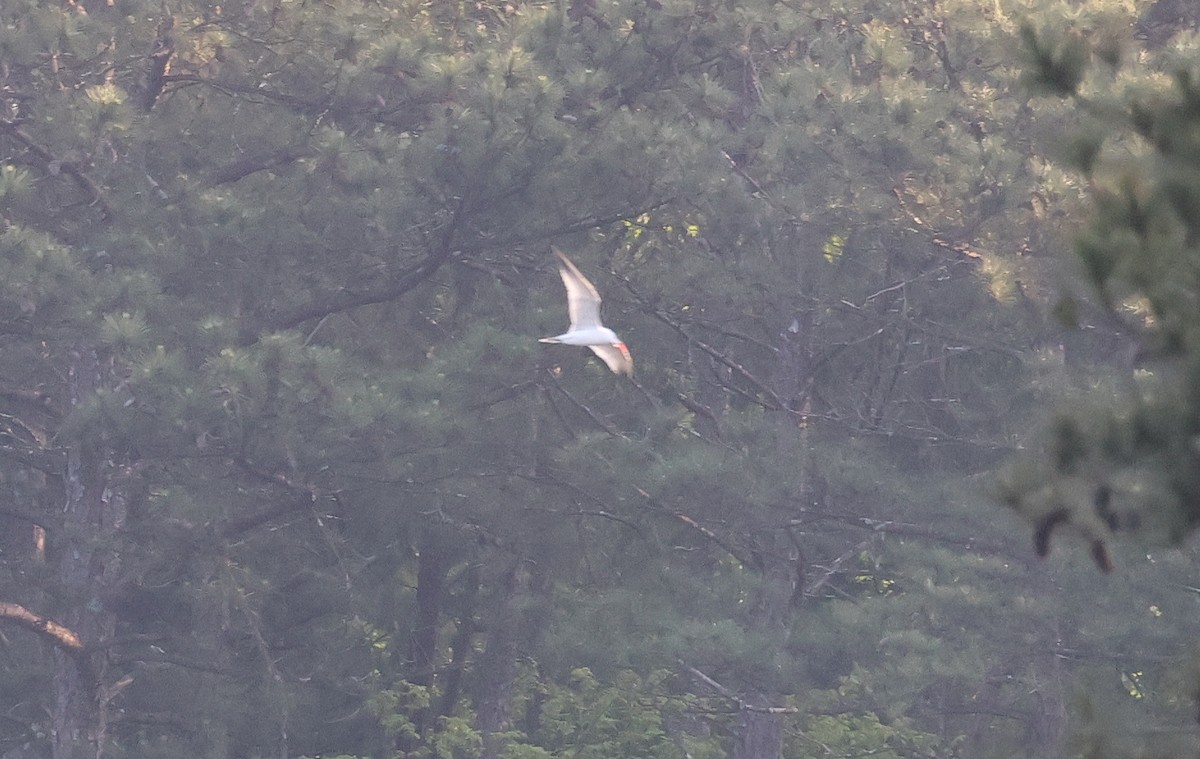 Caspian Tern - ML617687092