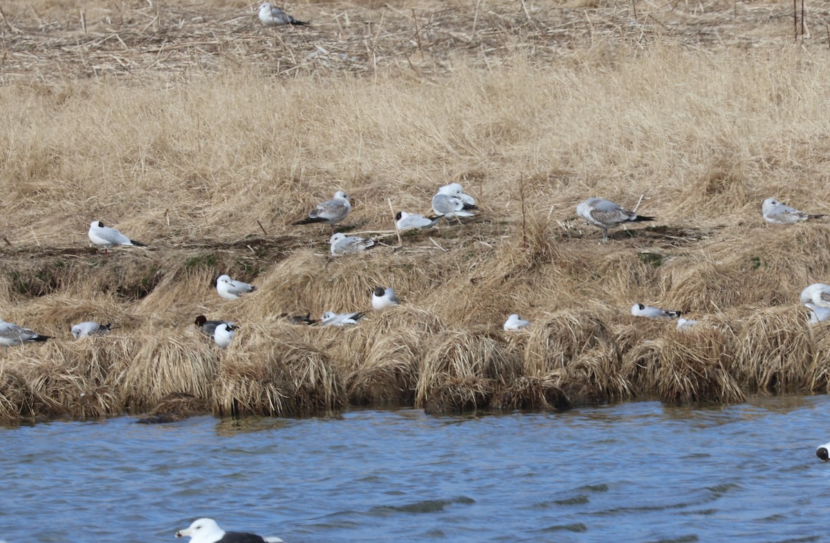 Black-headed Gull - Mathias Bitter