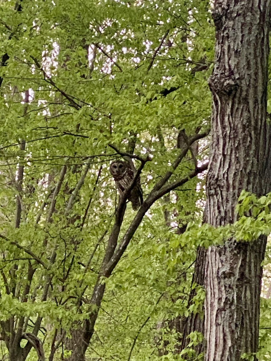 Barred Owl - ML617687189