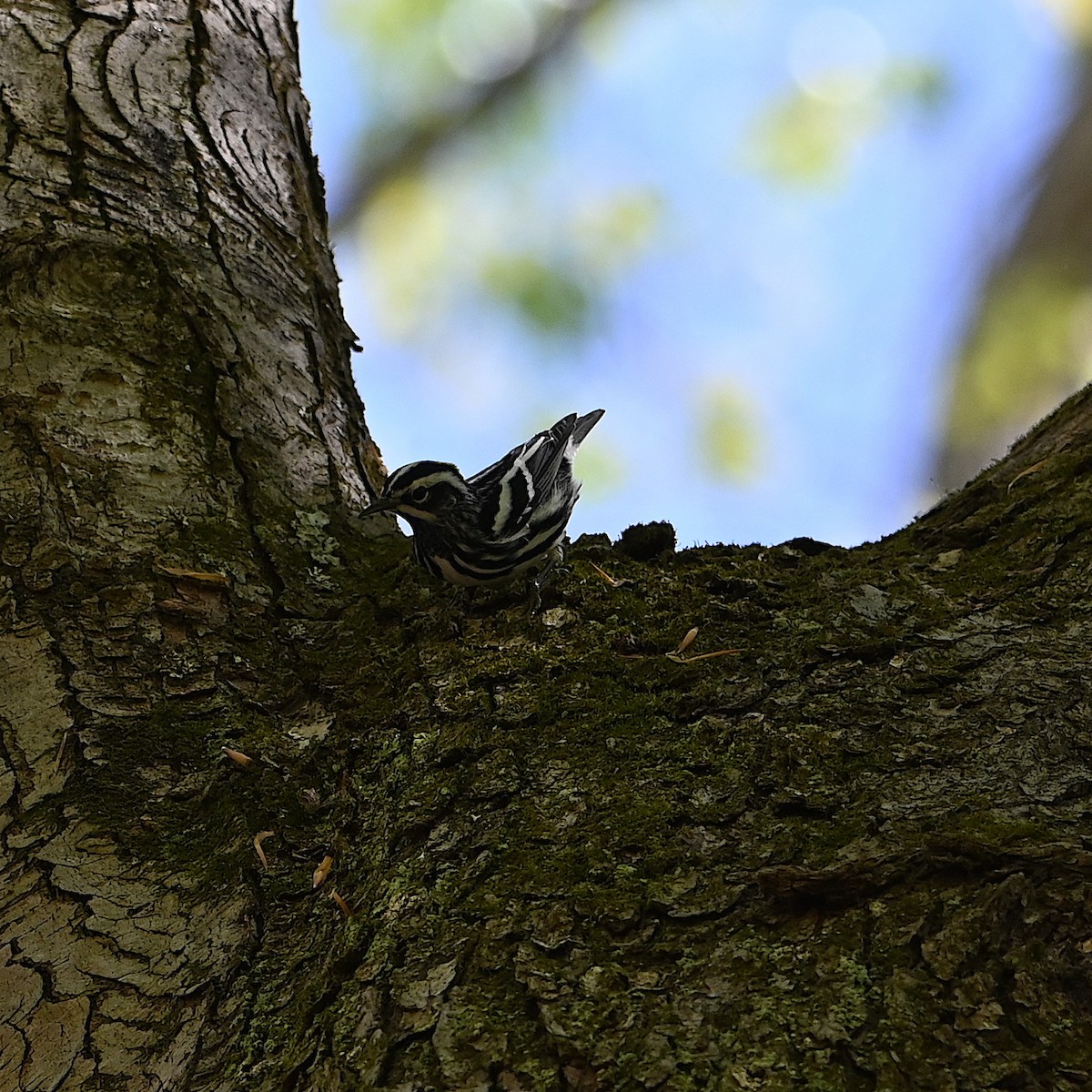 Black-and-white Warbler - Chad Ludwig