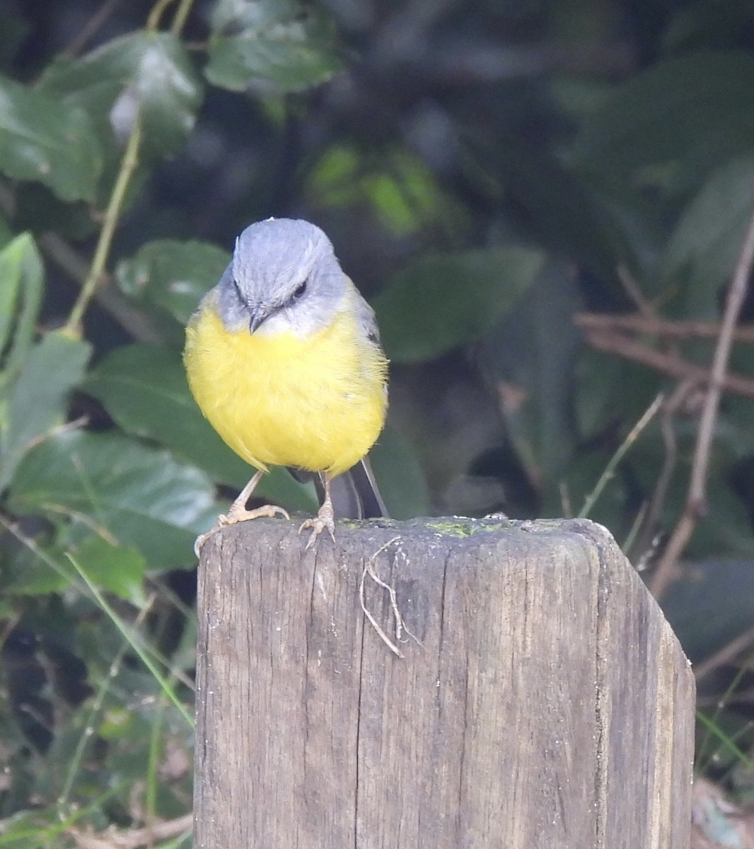 Eastern Yellow Robin - ML617687219