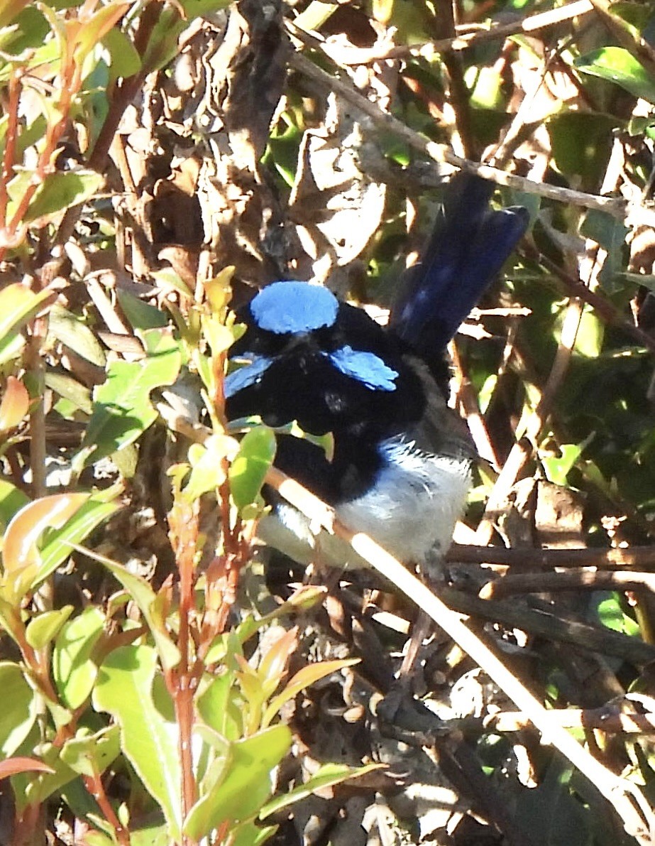 Superb Fairywren - ML617687231