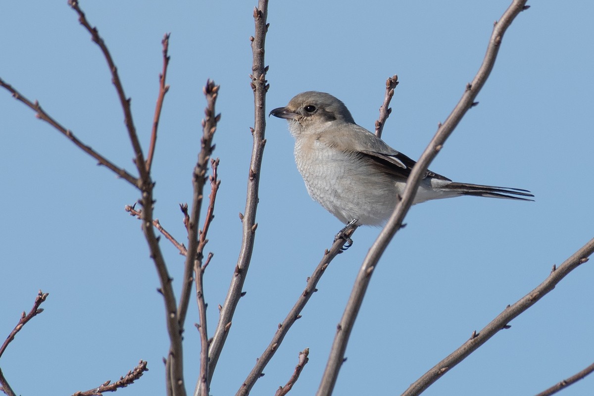 Pie-grièche boréale - ML617687279