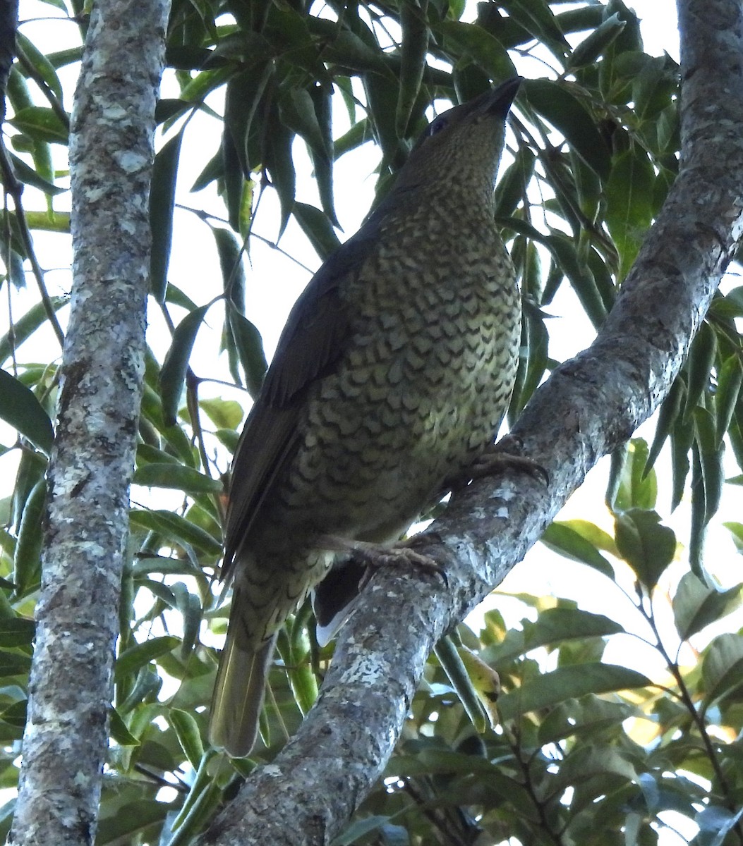 Satin Bowerbird - ML617687283