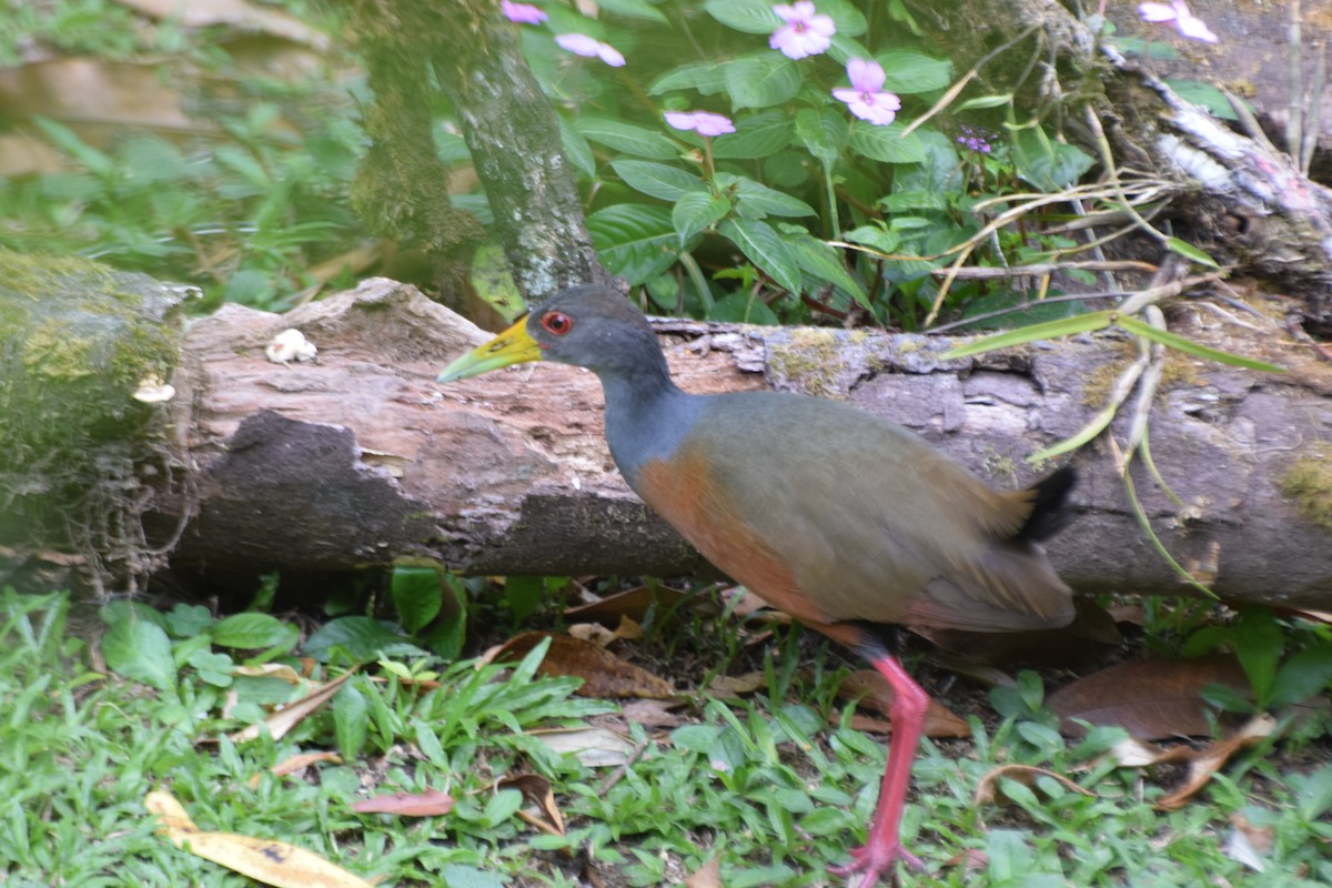 Gray-cowled Wood-Rail - ML617687293