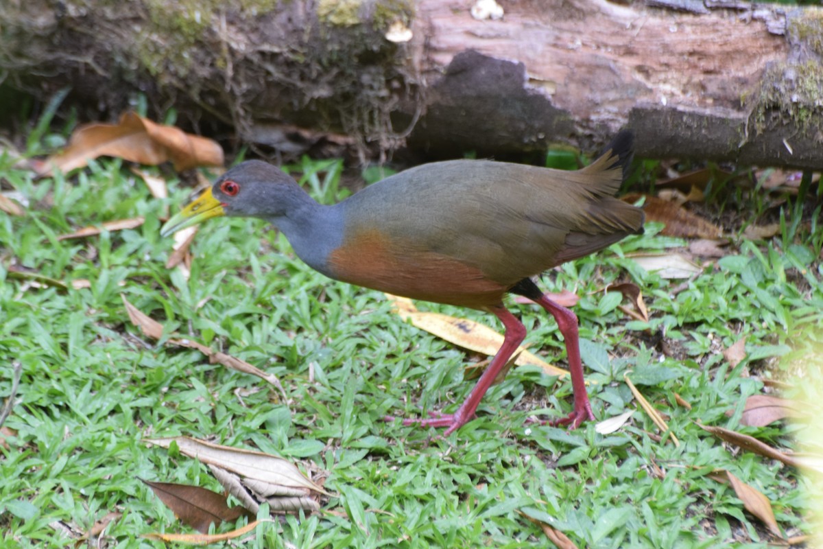 Gray-cowled Wood-Rail - Jeffrey Greco