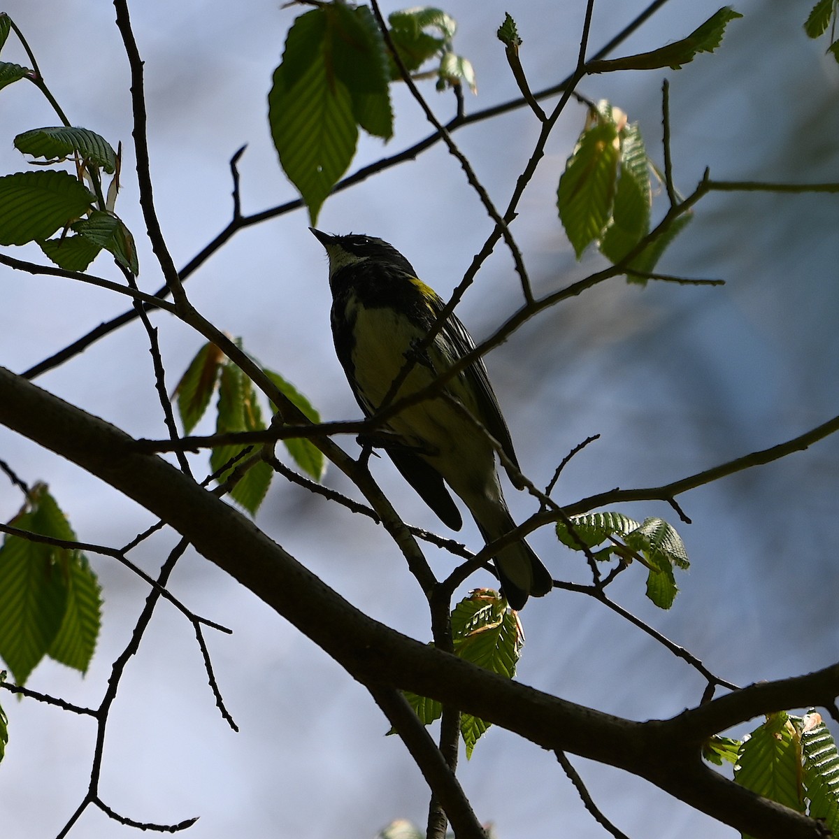 Yellow-rumped Warbler - ML617687300