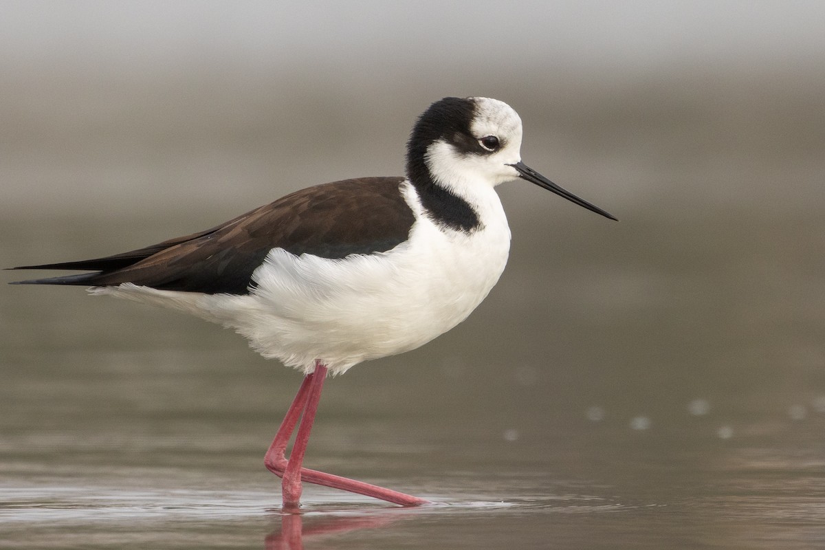 Black-necked Stilt (White-backed) - Pablo Andrés Cáceres Contreras