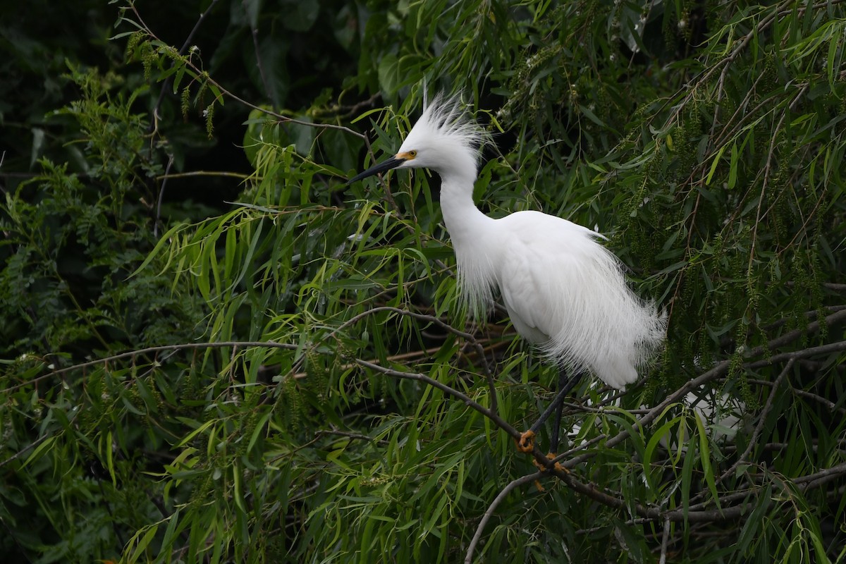 Snowy Egret - ML617687392