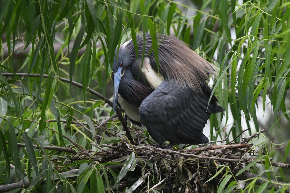 Tricolored Heron - ML617687399