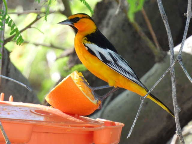 Oriole de Bullock - ML617687459