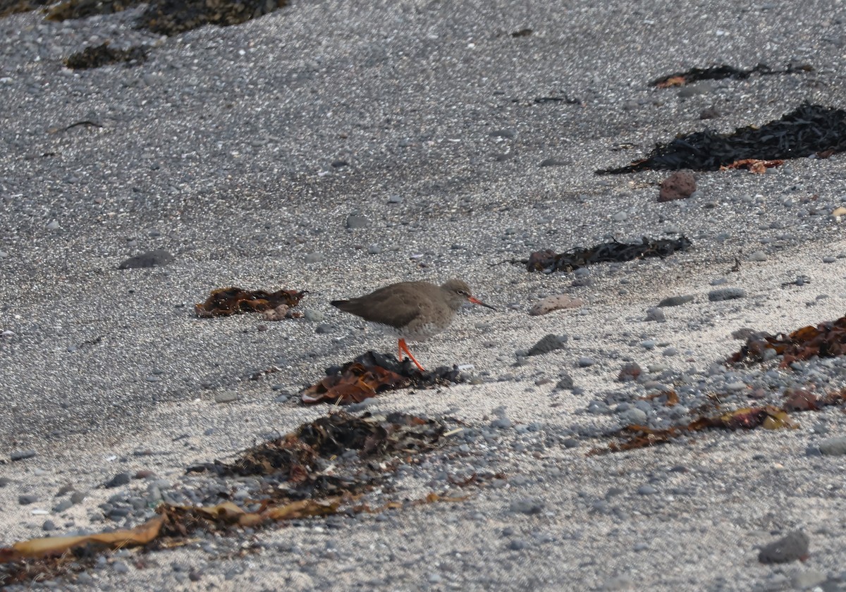 Common Redshank - ML617687483