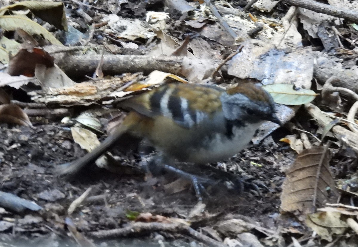 Australian Logrunner - ML617687486