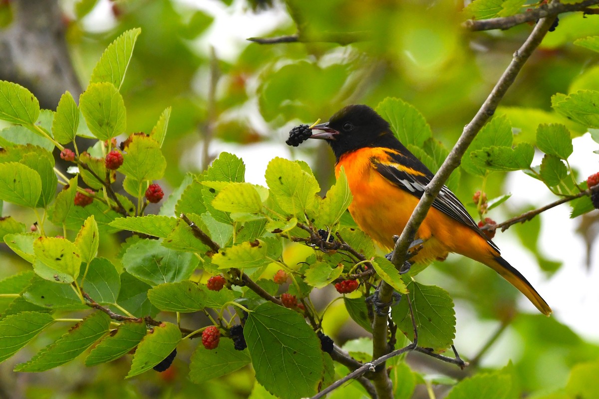 Baltimore Oriole - ML617687505