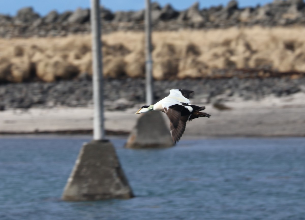 Common Eider - Mathias Bitter