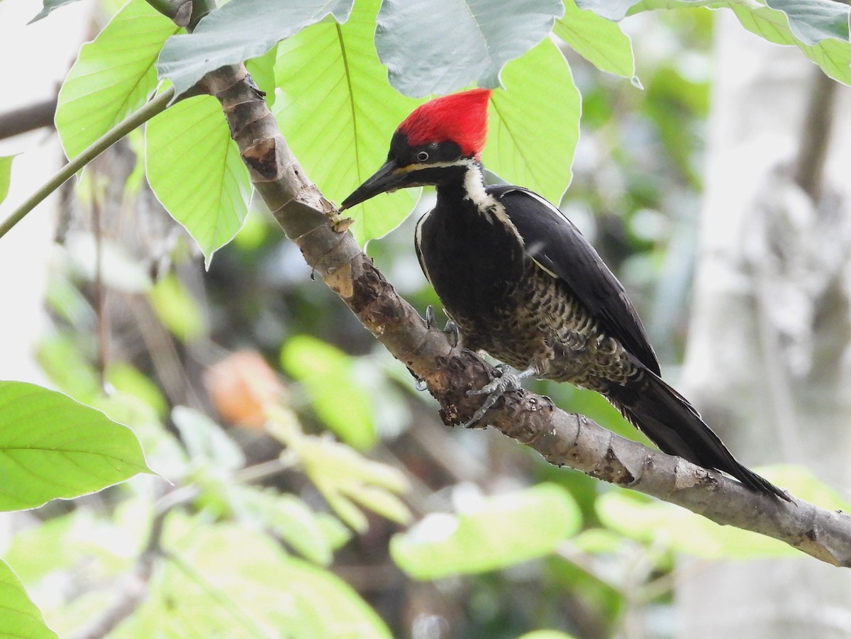 Lineated Woodpecker (Lineated) - Ed Kwater