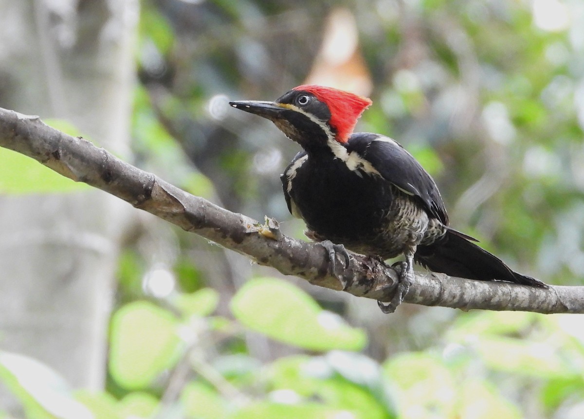 Lineated Woodpecker (Lineated) - Ed Kwater