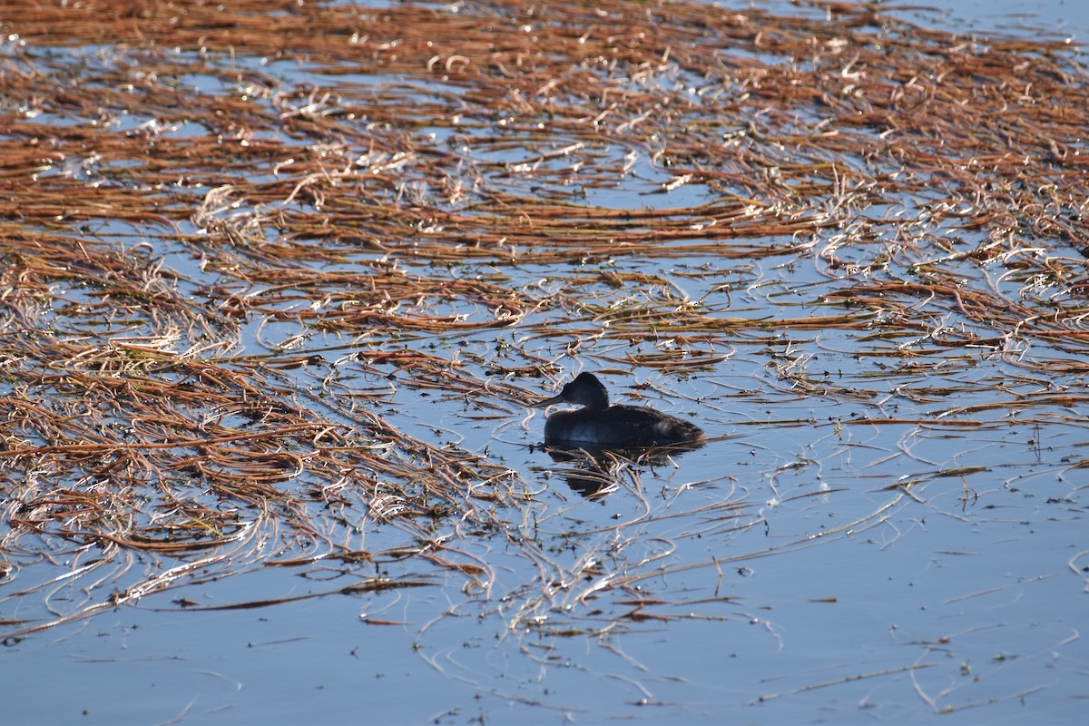 Great Grebe - ML617687585