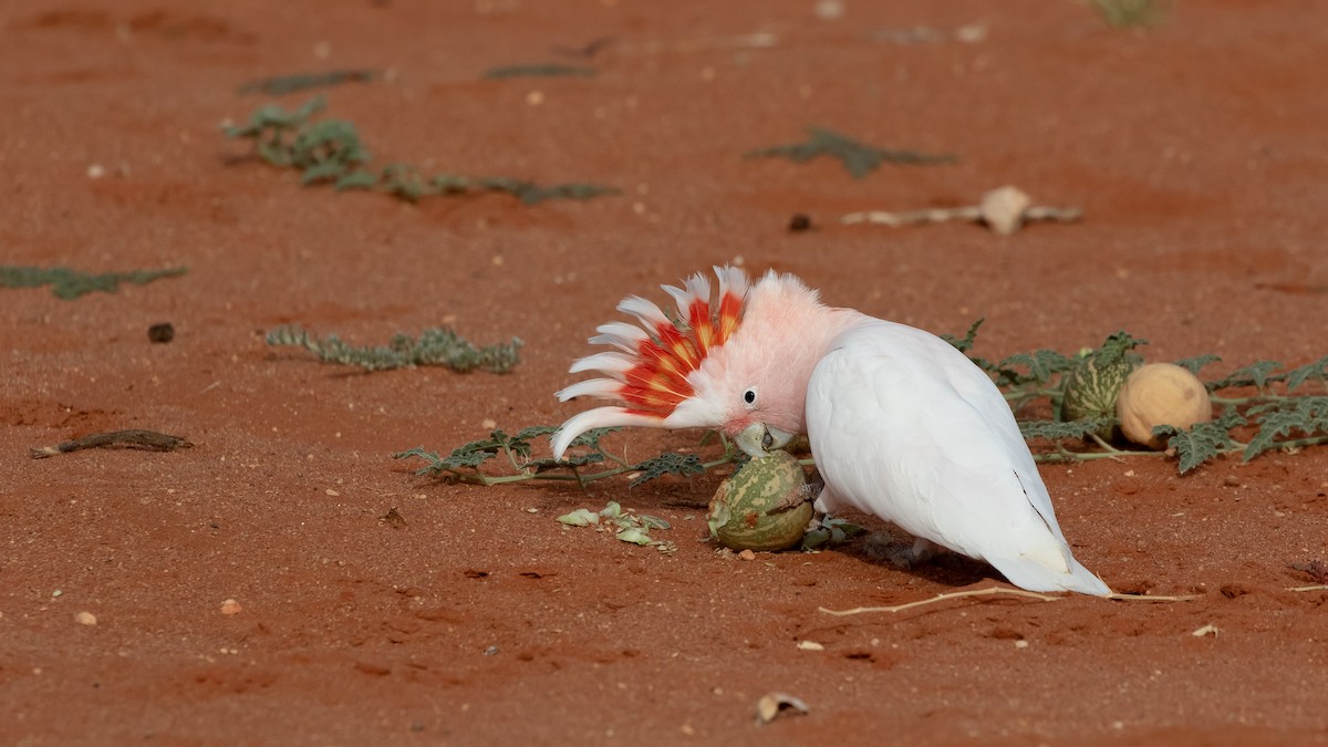 Pink Cockatoo - James Bennett