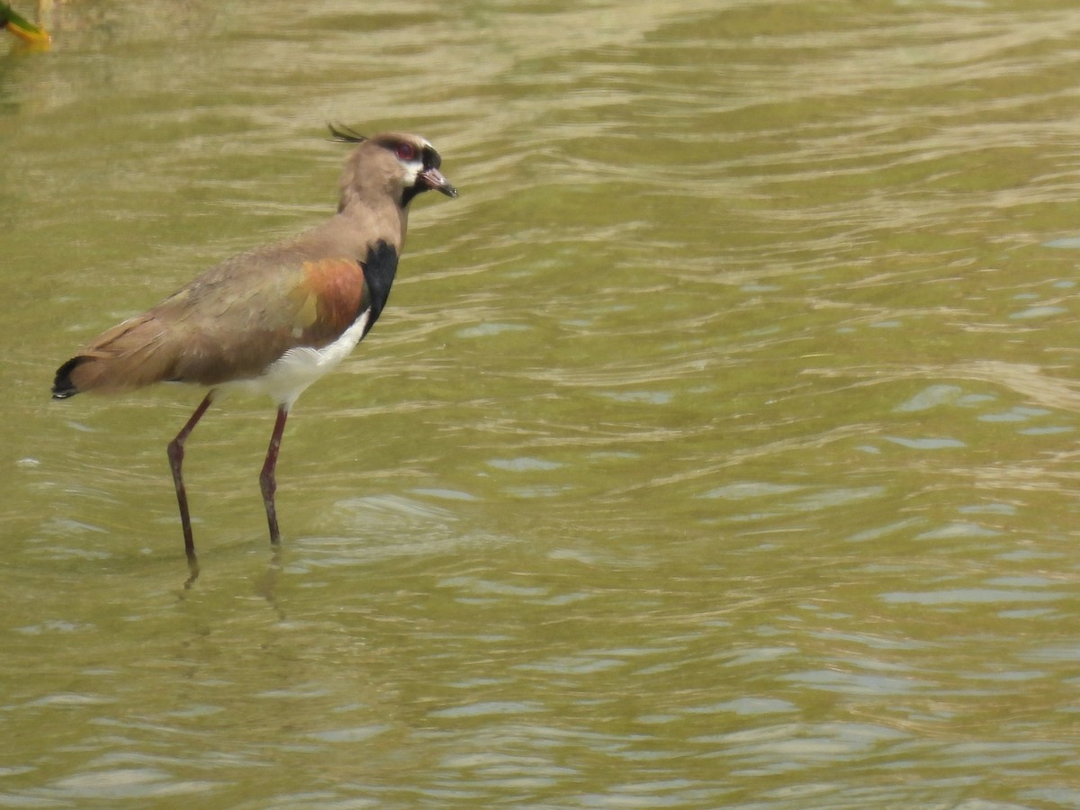 Southern Lapwing - Sheri Miles