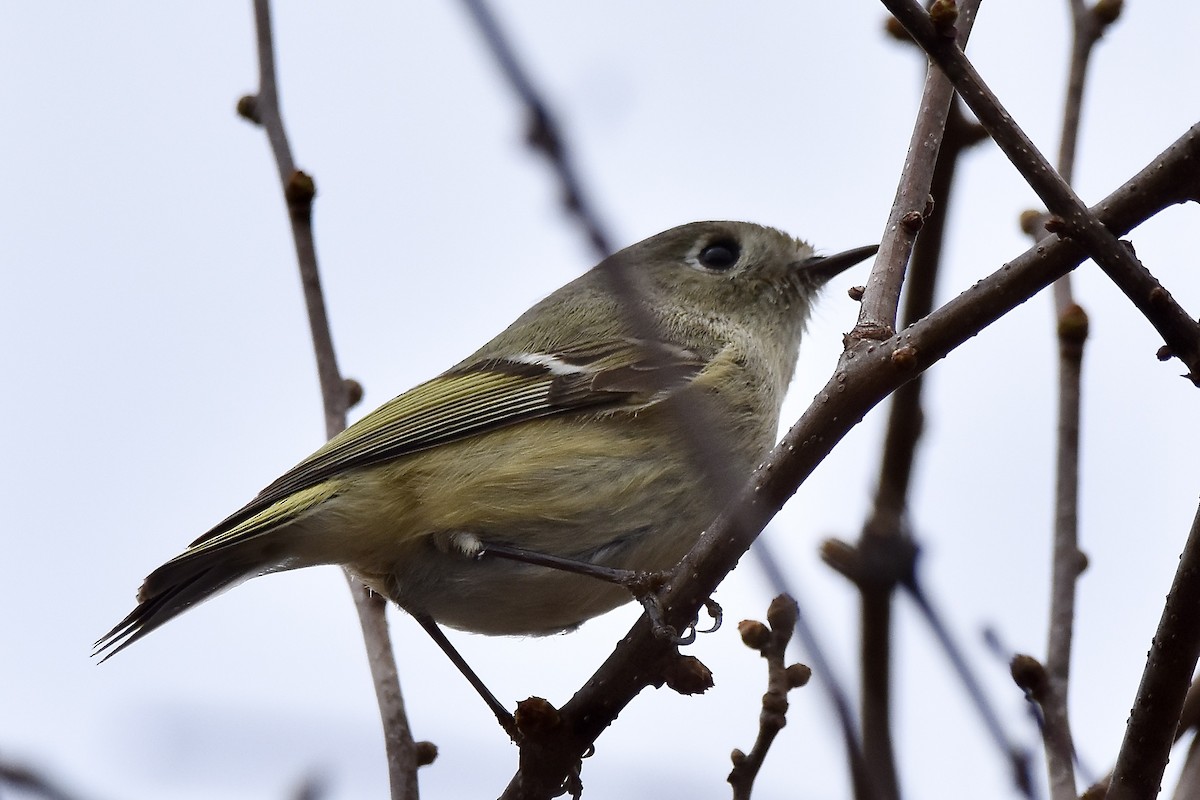 Ruby-crowned Kinglet - ML617687682