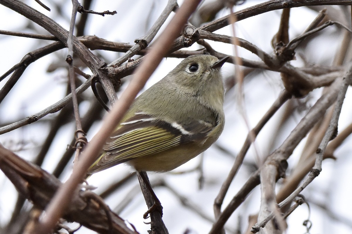 Ruby-crowned Kinglet - Benoit Goyette