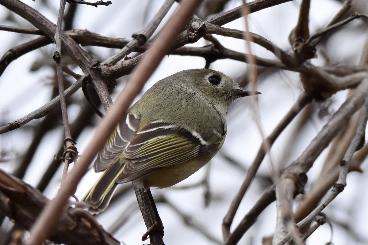 Ruby-crowned Kinglet - ML617687684