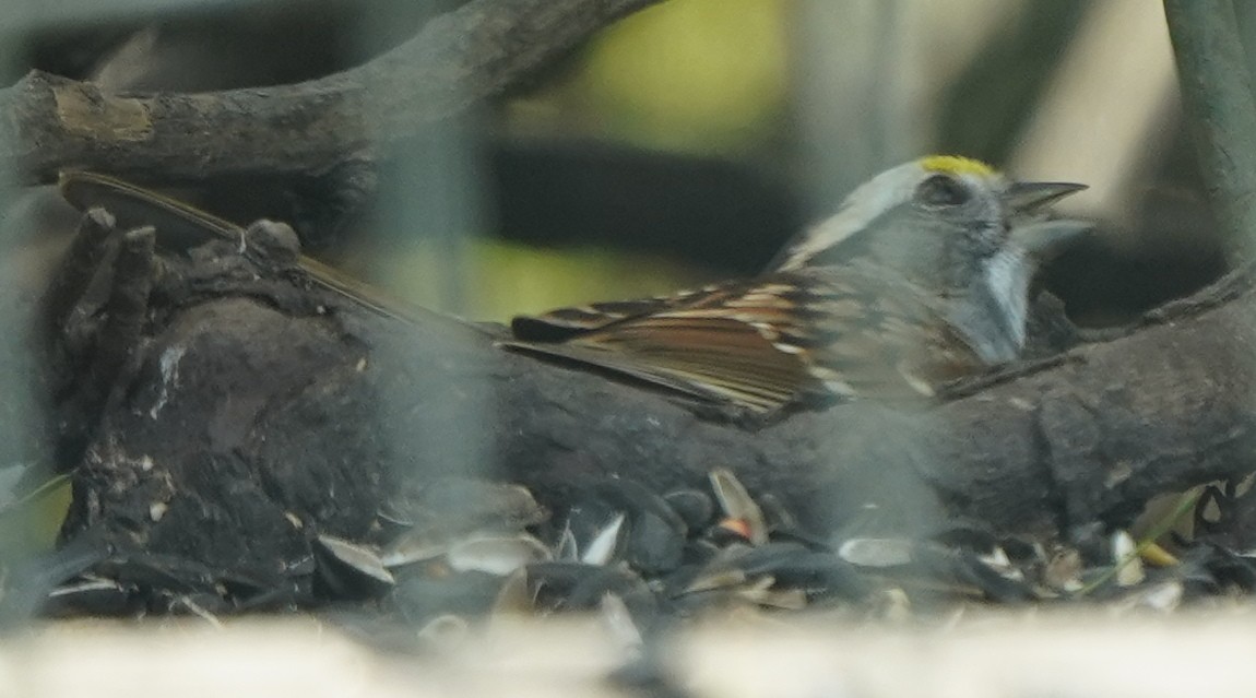 White-throated Sparrow - ML617687740