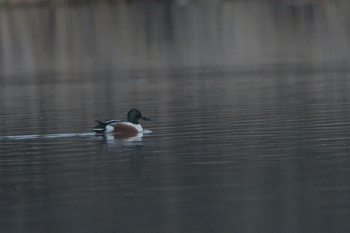 Northern Shoveler - Nate S