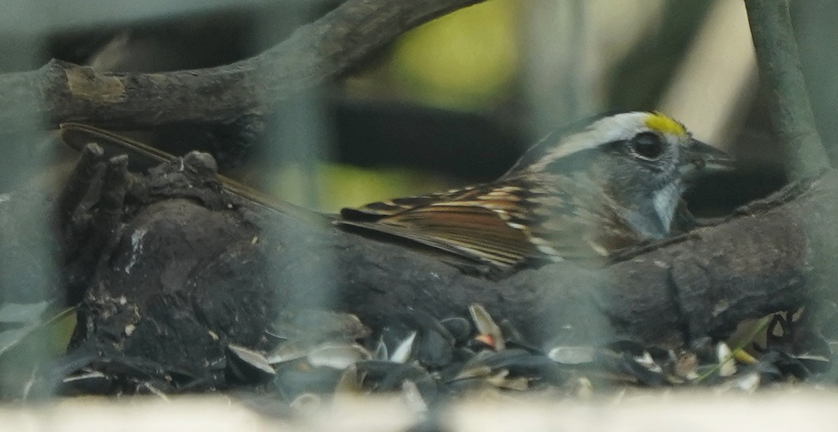 White-throated Sparrow - ML617687772