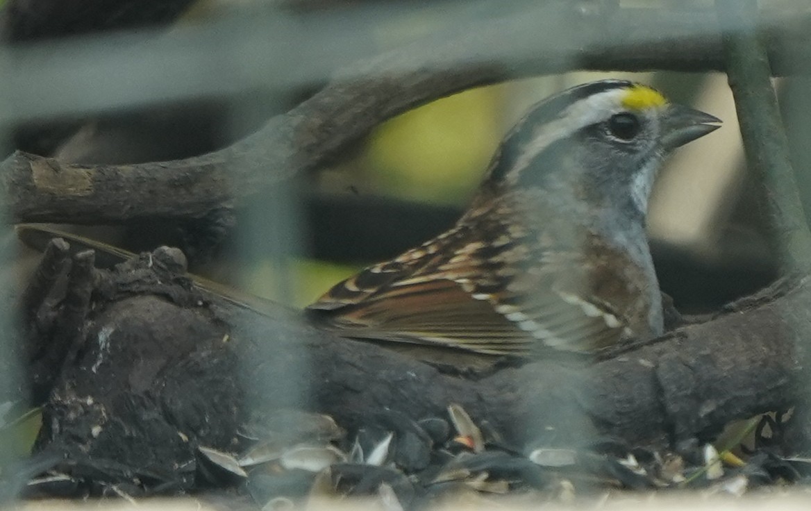 White-throated Sparrow - ML617687773