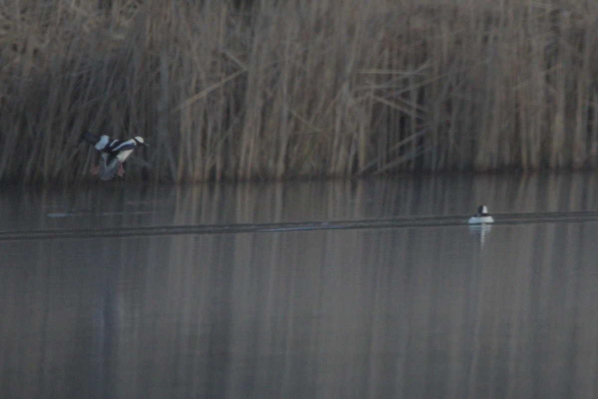 Bufflehead - ML617687777