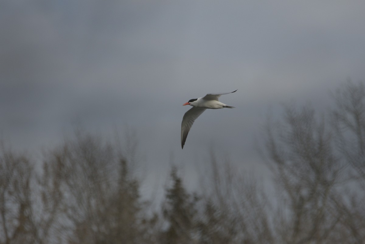 Caspian Tern - ML617687789