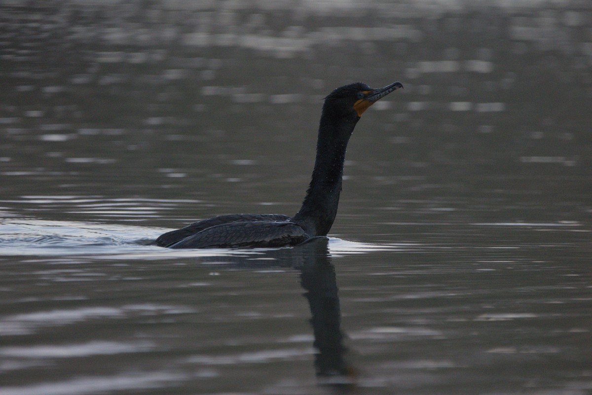 Double-crested Cormorant - Nate S