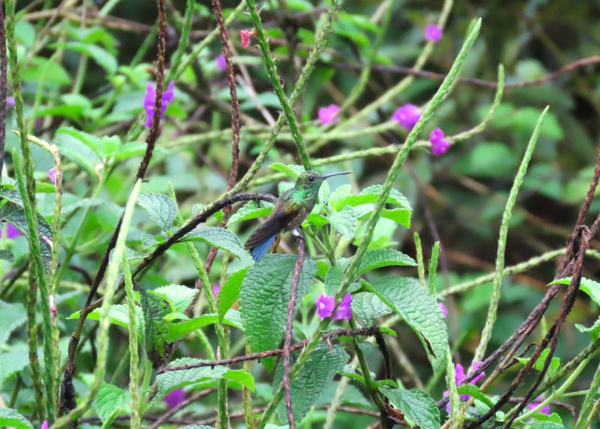 Blue-vented Hummingbird - Stu & Rynel Wickend