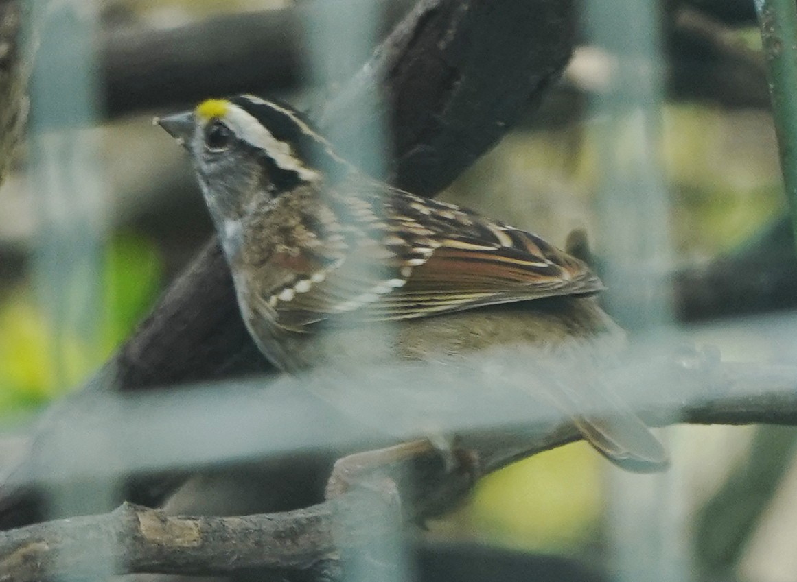 White-throated Sparrow - ML617687806