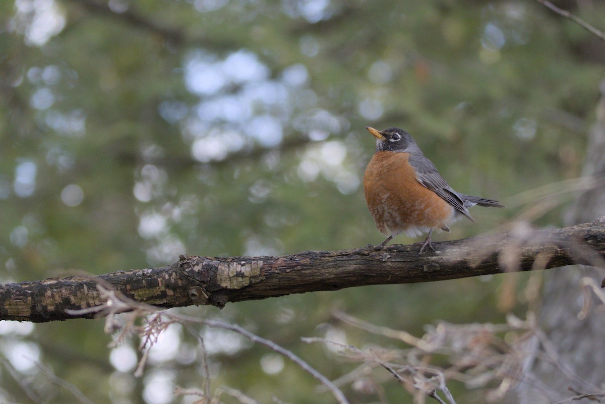 American Robin - ML617687828