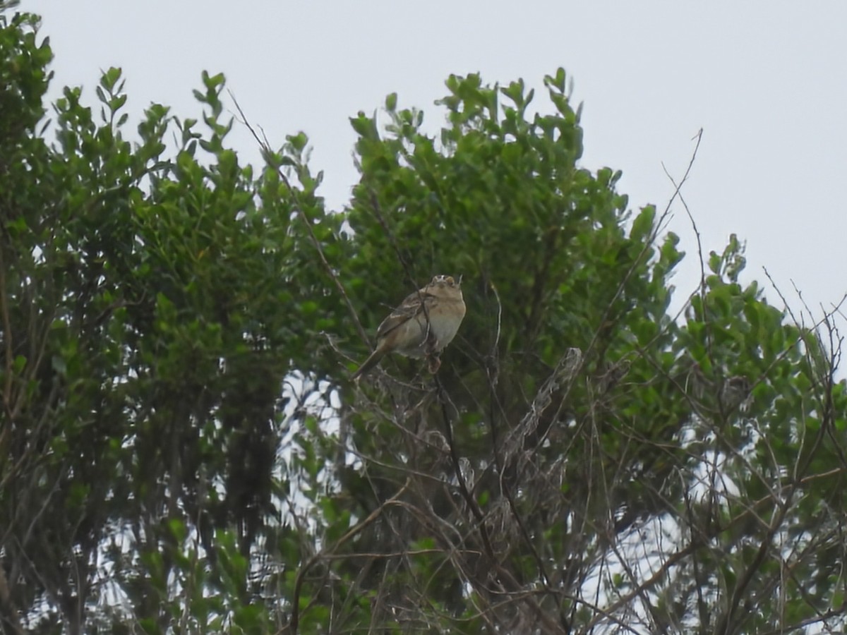 Grasshopper Sparrow - ML617687854