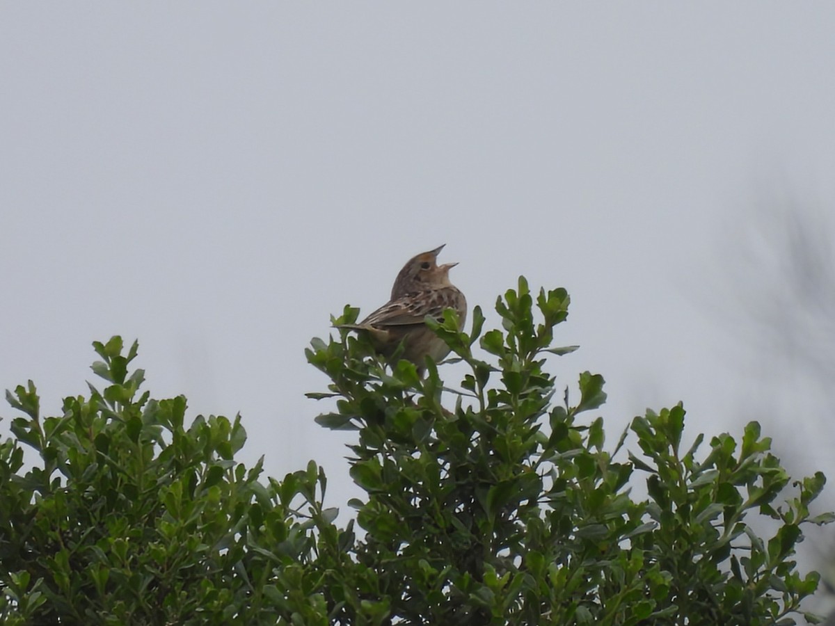 Grasshopper Sparrow - Daniel Farrar