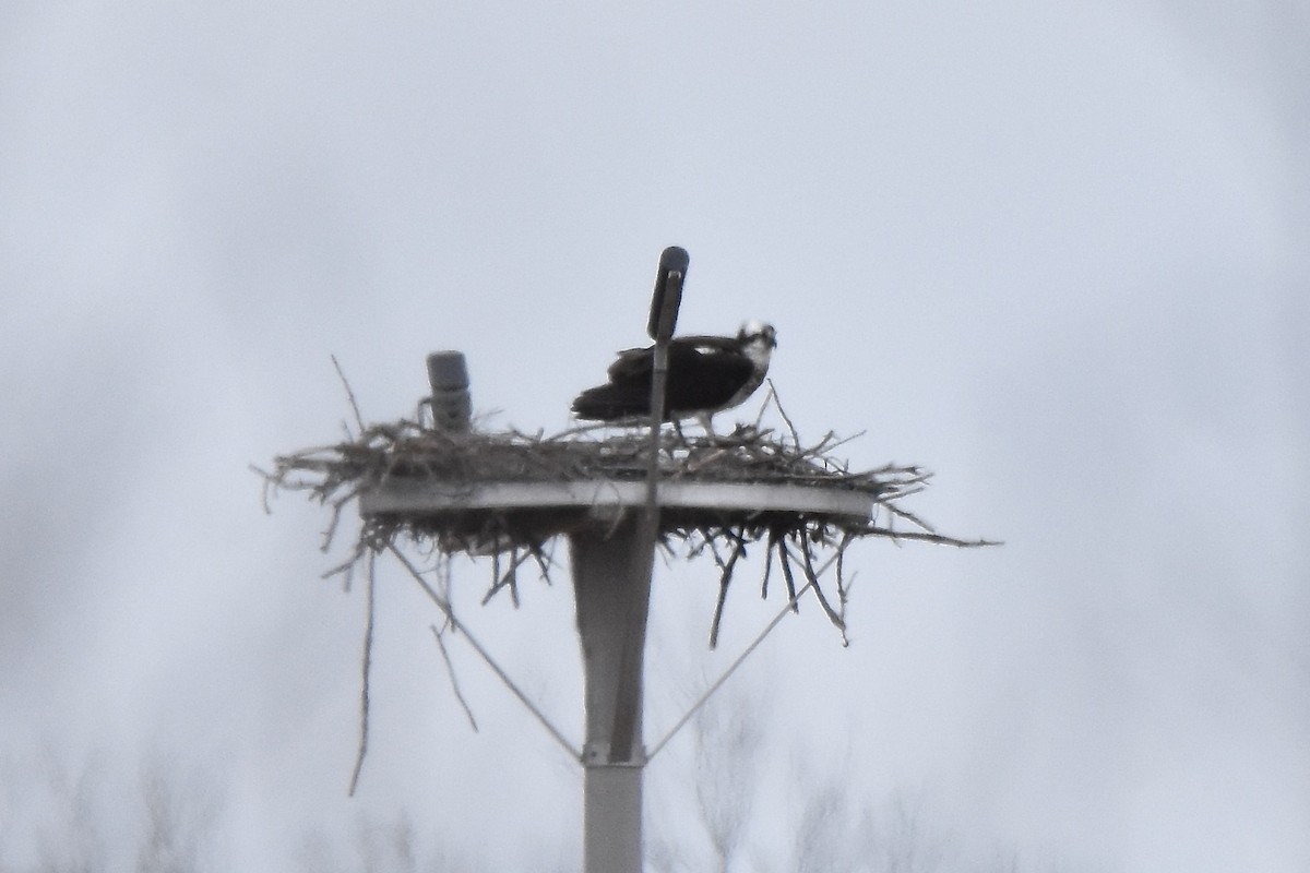 Osprey - Benoit Goyette