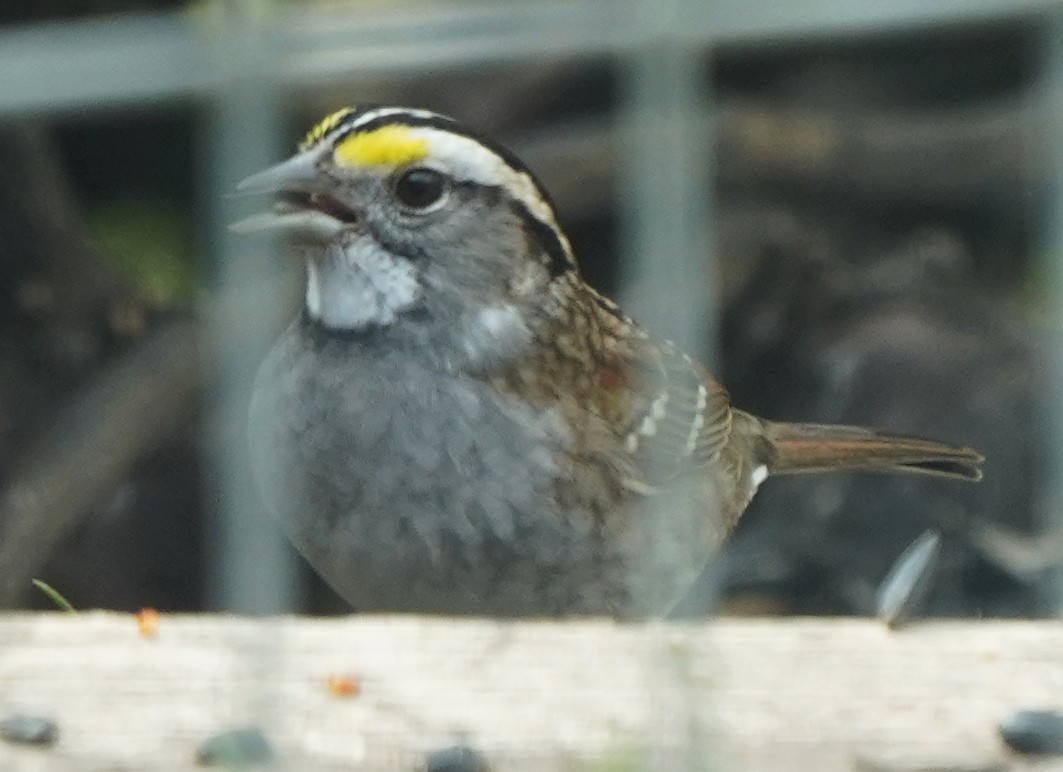 White-throated Sparrow - ML617687889